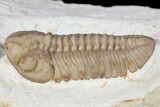 Detailed, Long Kainops Trilobite - Oklahoma #134217-3